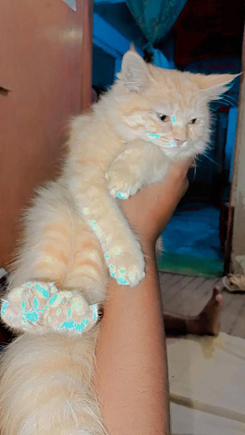 cute cat 2