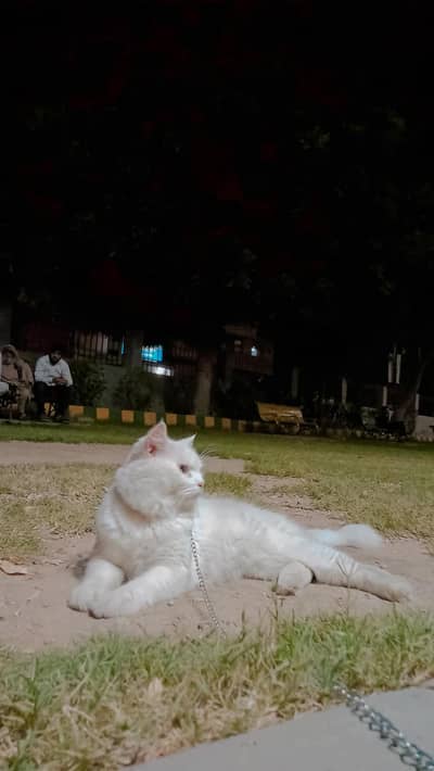 cats for sale