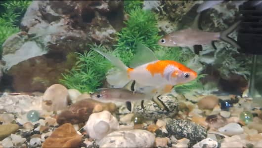 Fishes For Sale