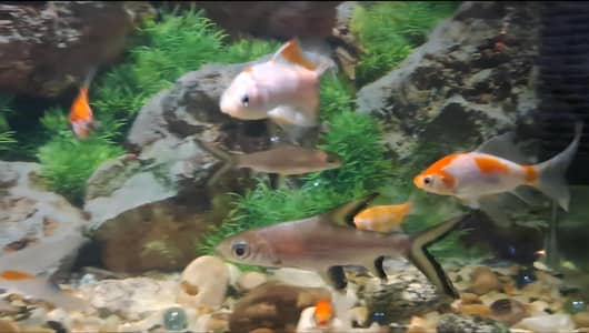 Fishes For Sale
