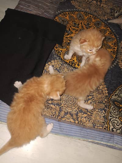 double cot cats