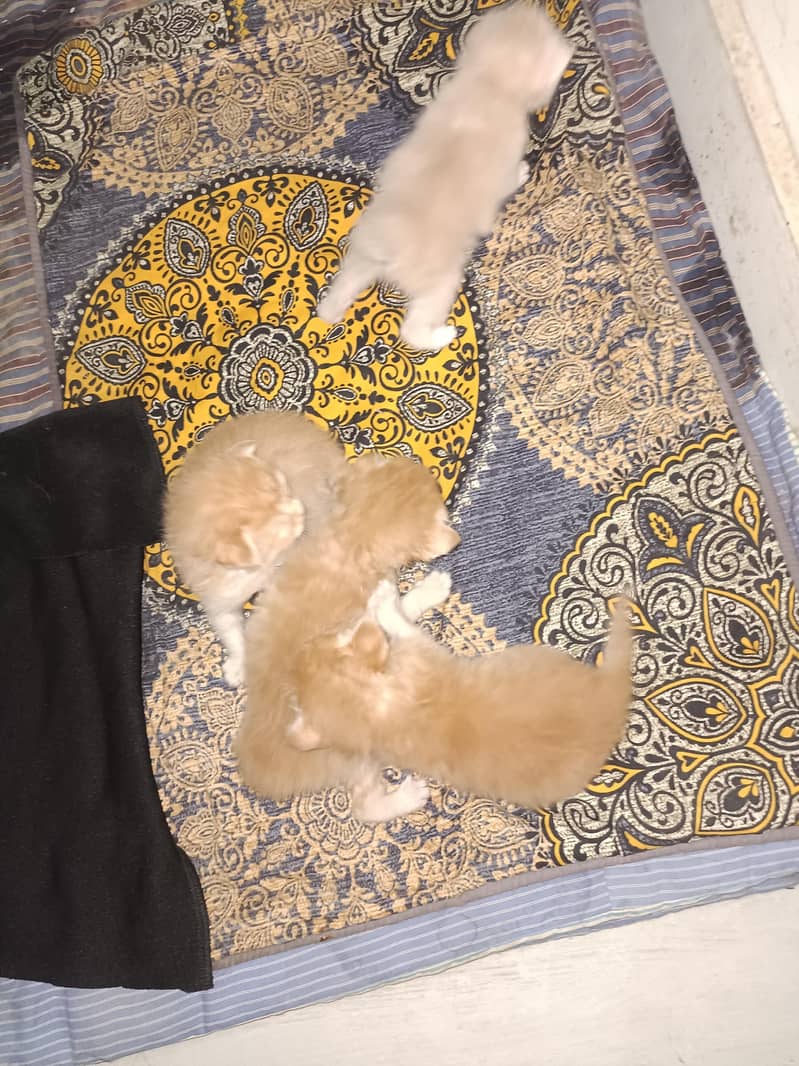 double cot cats 1