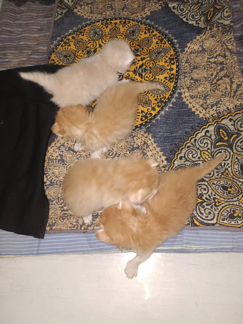 double cot cats 2