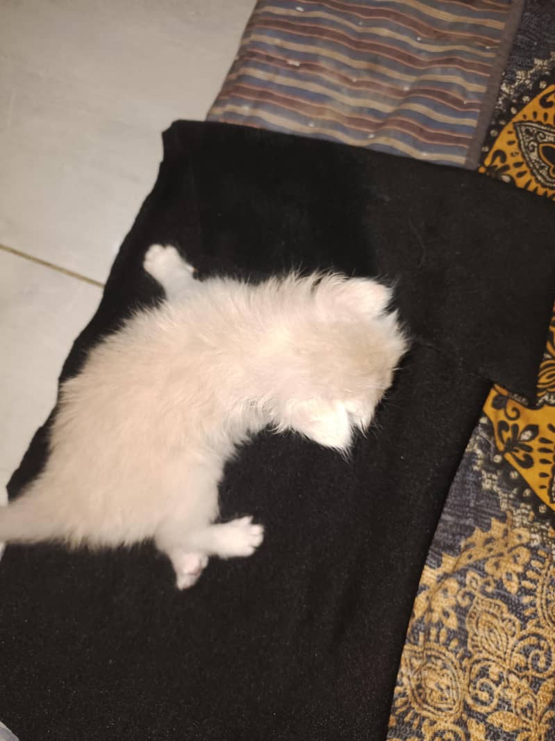 double cot cats 3