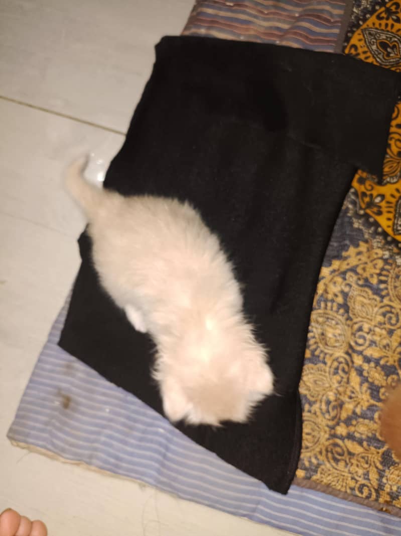 double cot cats 4