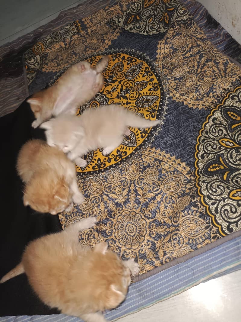 double cot cats 5