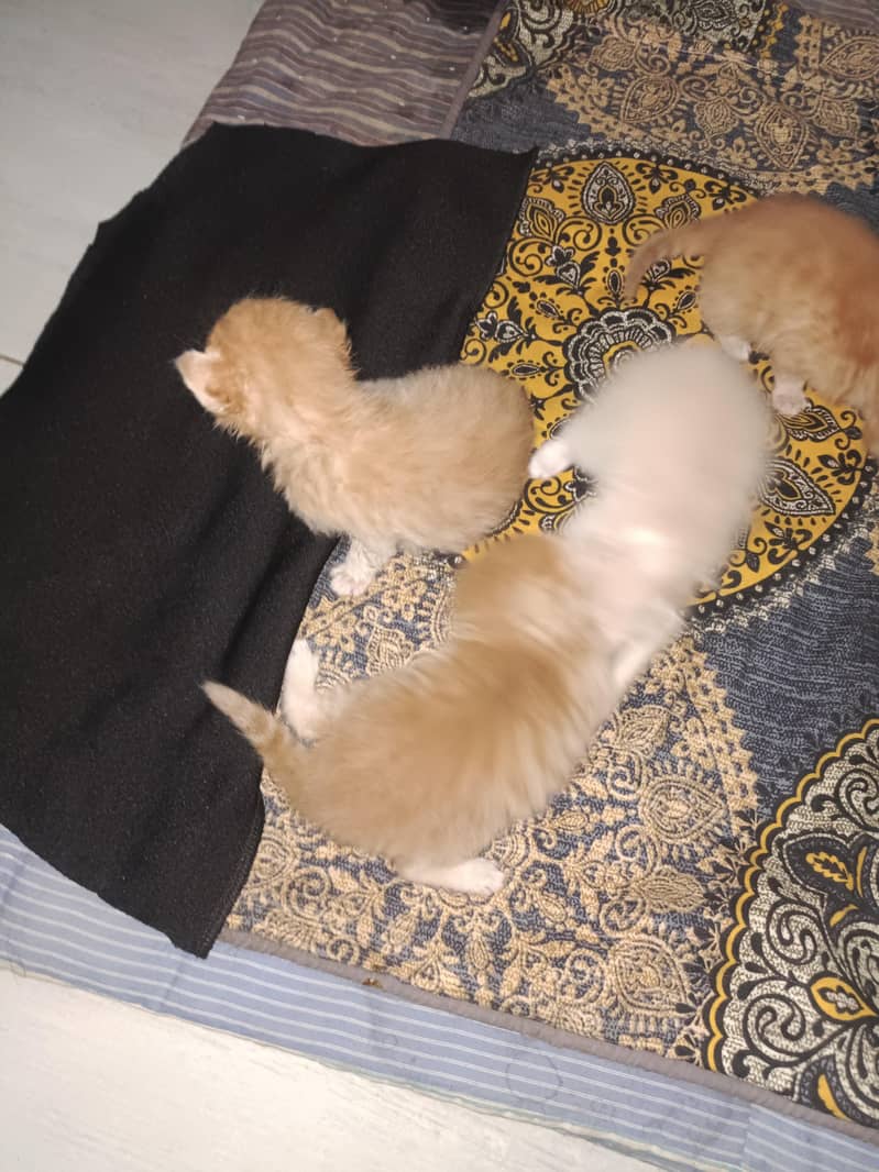 double cot cats 6