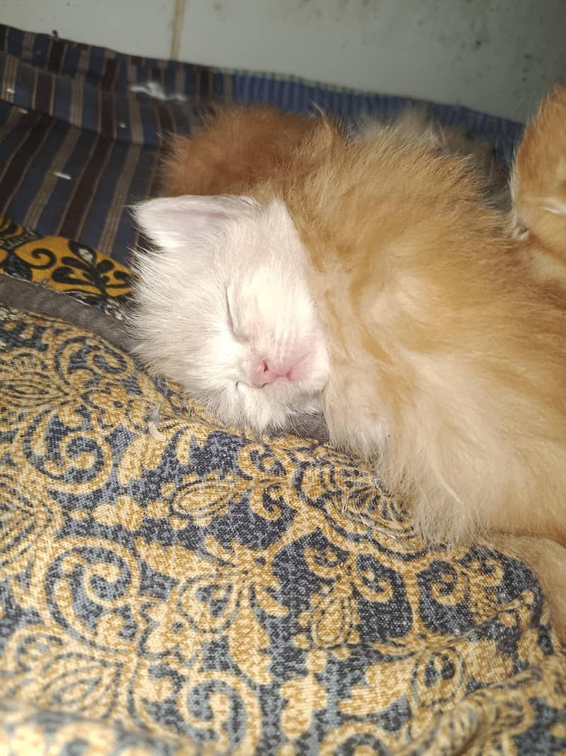 double cot cats 9