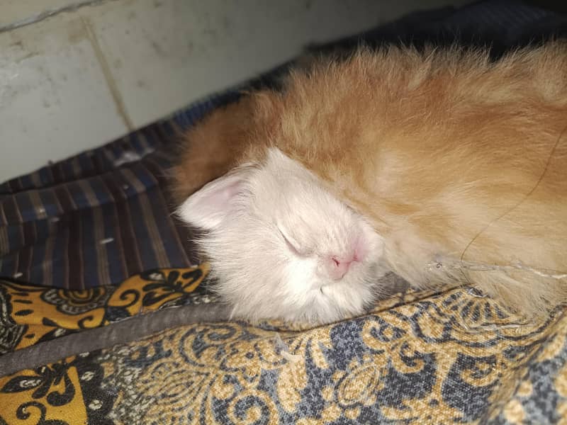 double cot cats 10