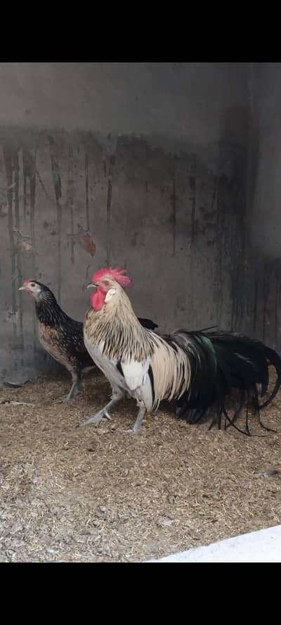 onagadori/aseel/Heera/shamo/fancyhen/longtailhen/hen