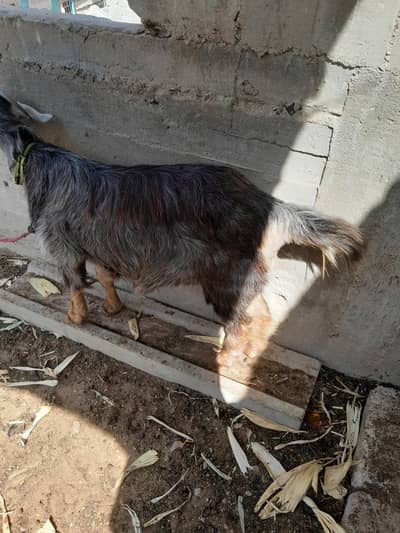 urgent sale only WhatsApp 03152344578