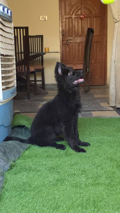 German shepherd pedigree Females  pup