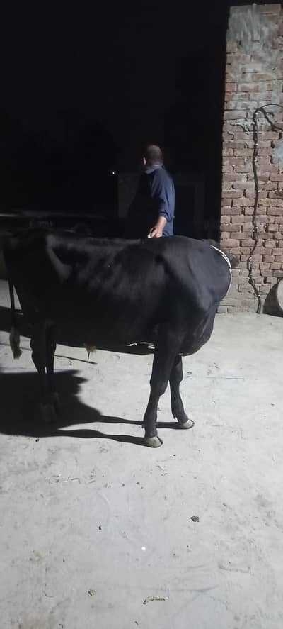 healthy 12 month bull for sale