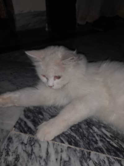 persian cat play and active
