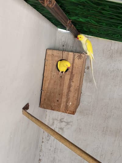 2 Pairs Yellow Ringneck Parrots – 4 Years Old – Healthy Breeding Pairs