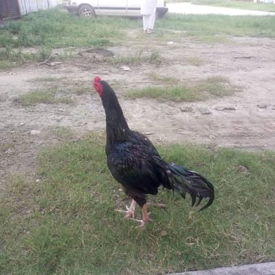 Black Mushka