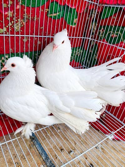 White English Fan Tail Pair