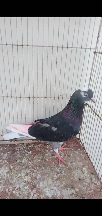 black dobaz Patti wali female taqi eyes