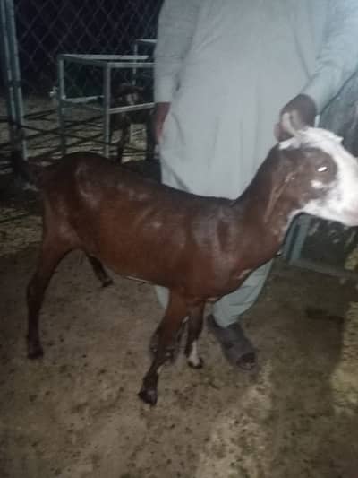 Goats for salebat goat farm many options available