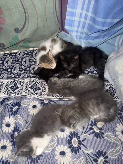 Persian x British short hair kittens