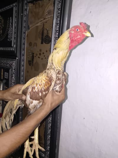 Aseel morga for selling