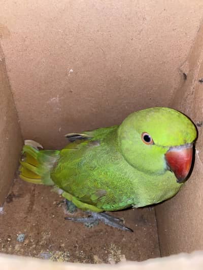 Green ringneck parrot pair
