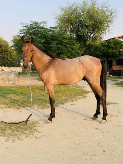 Desi Wachera Horse