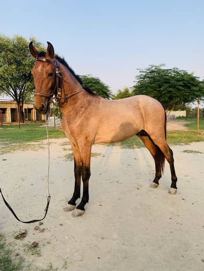 Desi Wachera Horse