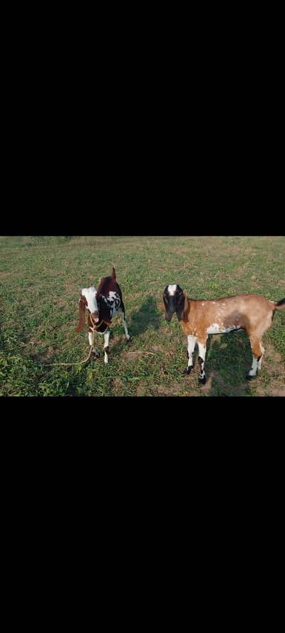 Goat For sale