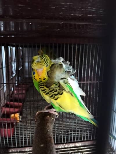 Hogoromo breeder peice