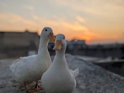 Pekin ducks breeding egg laying pair