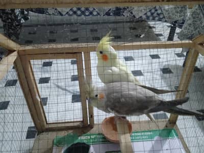 Parrot cocketails two selling