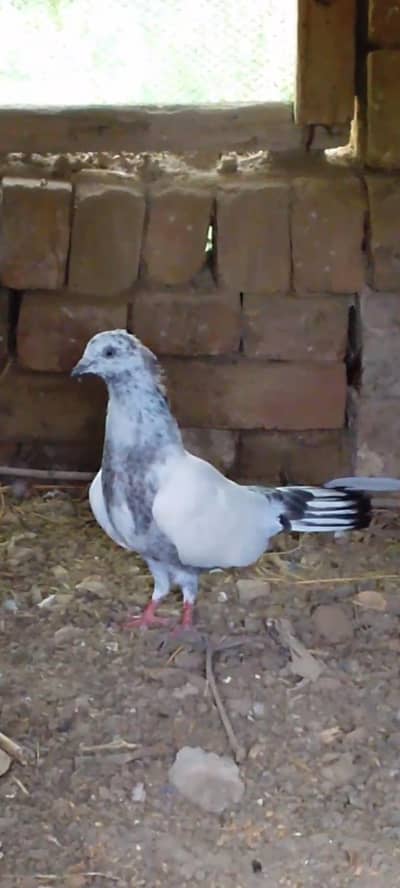 male for sale