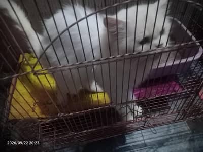 cat for sell