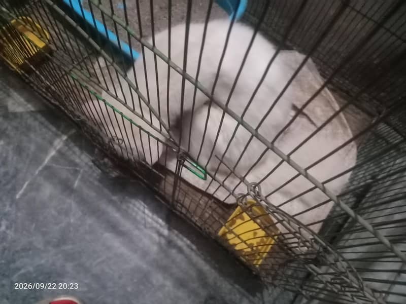 cat for sell 1