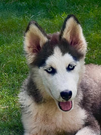 Siberian husky female puppy