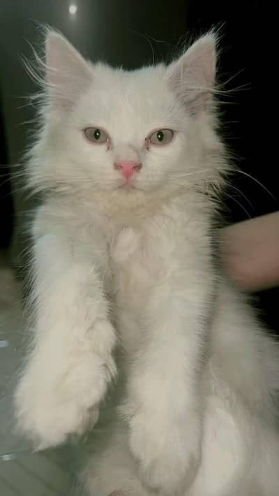 2 months with male for sale