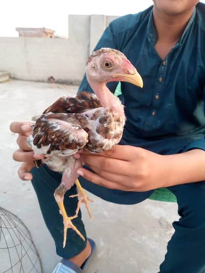 Aseel Chiks