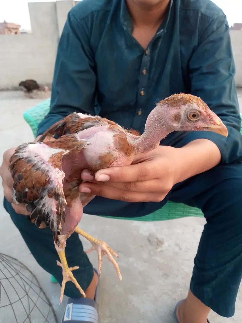 Aseel Chiks — photo 2