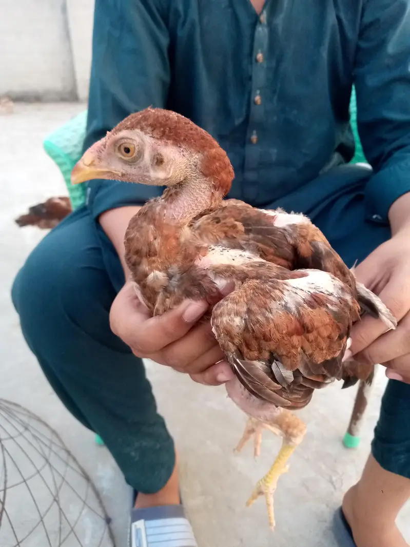 Aseel Chiks — photo 3