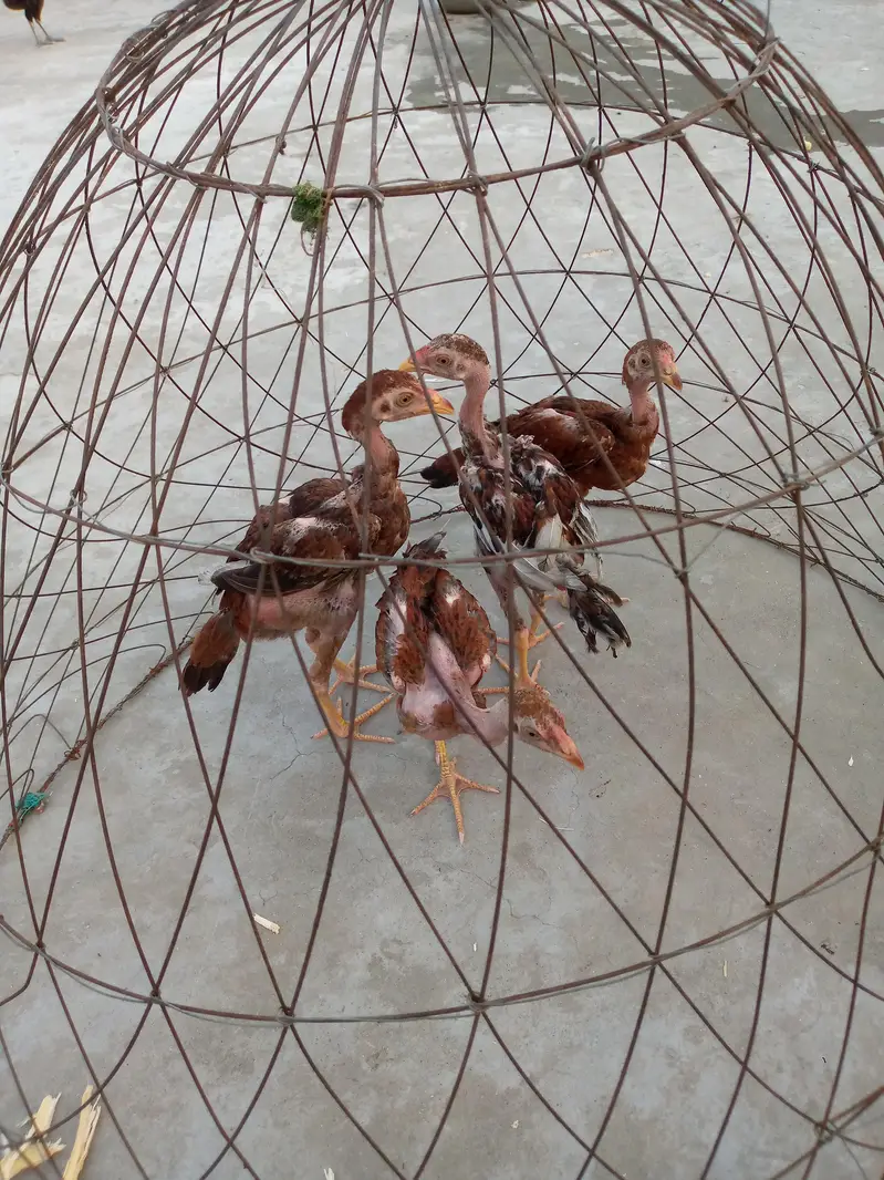 Aseel Chiks — photo 4