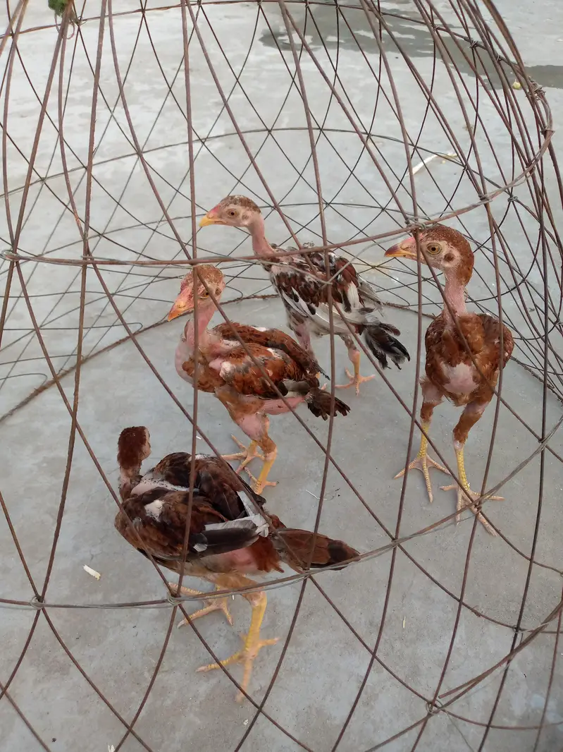 Aseel Chiks — photo 5