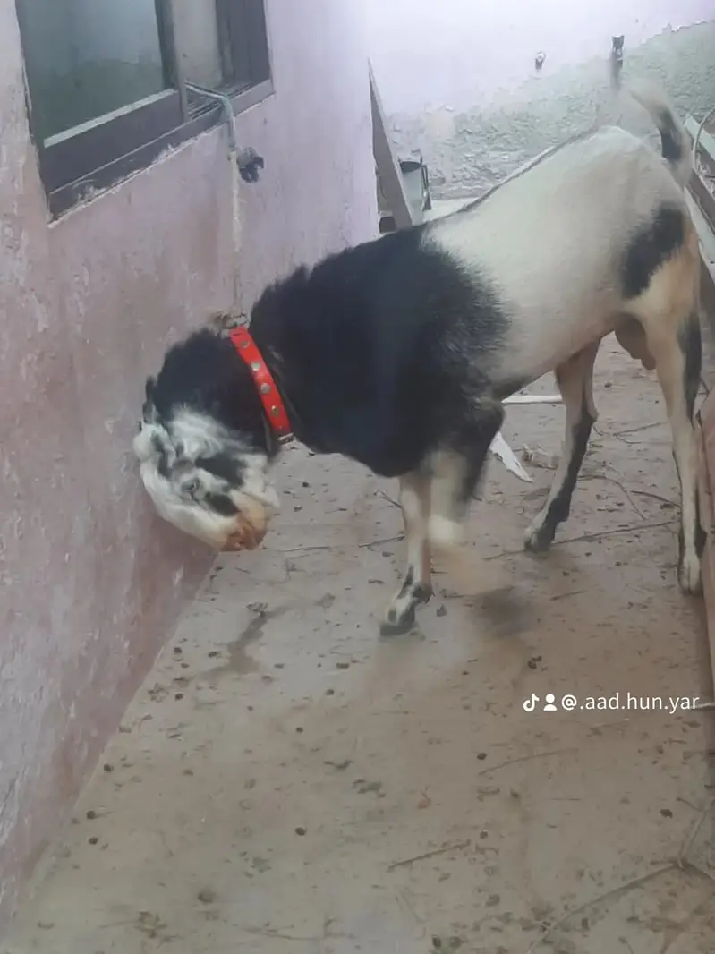 Goat | Bkra | Makhi Cheni Cross Bkra | Teda Cross Bkra | Goat For Sale — photo 2