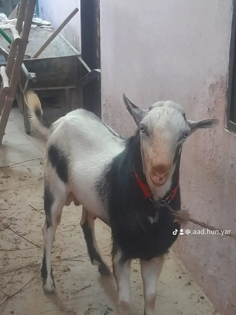 Goat | Bkra | Makhi Cheni Cross Bkra | Teda Cross Bkra | Goat For Sale