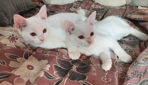 pure white cats urgent sale