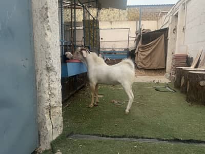 F1 Boer Buck available for mating