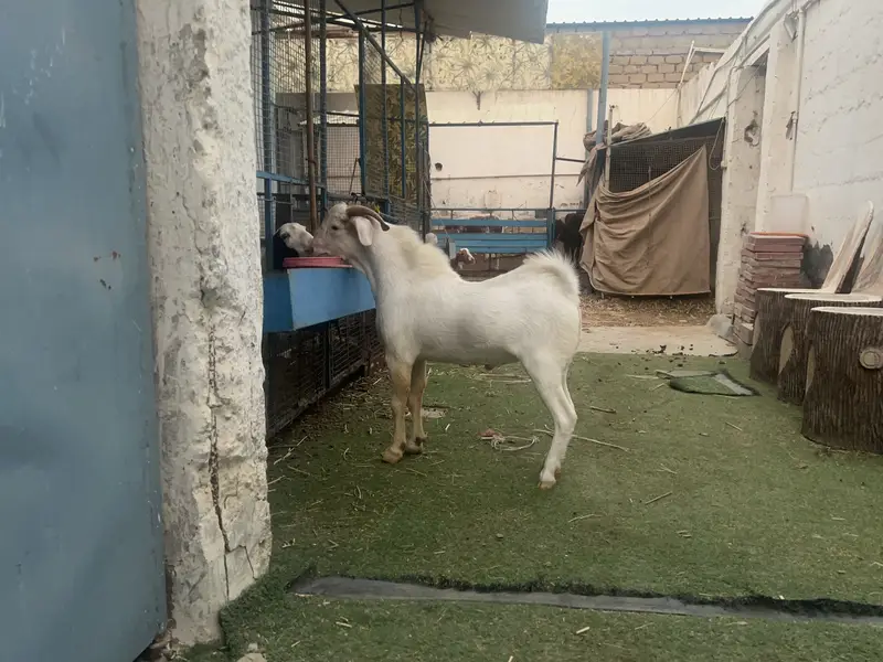 F1 Boer Buck available for mating