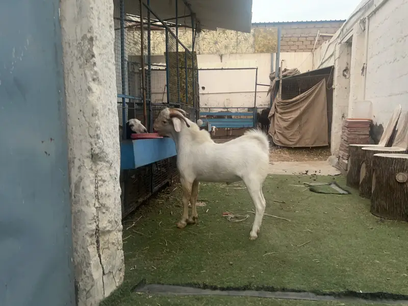 F1 Boer Buck available for mating — photo 2
