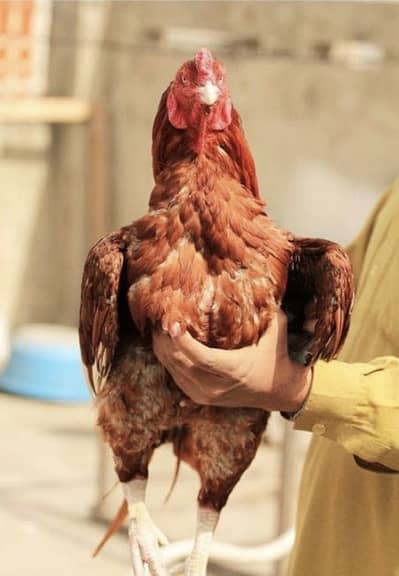 Best vaccined mainwali breeder pair