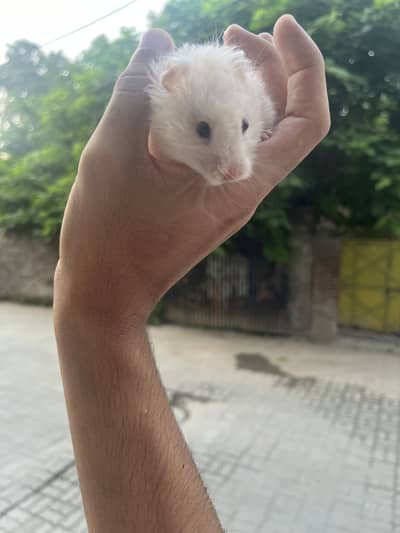 Hamster female tamed 0 bites